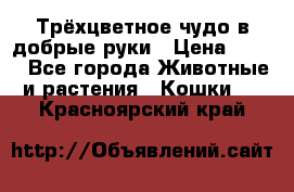 Трёхцветное чудо в добрые руки › Цена ­ 100 - Все города Животные и растения » Кошки   . Красноярский край